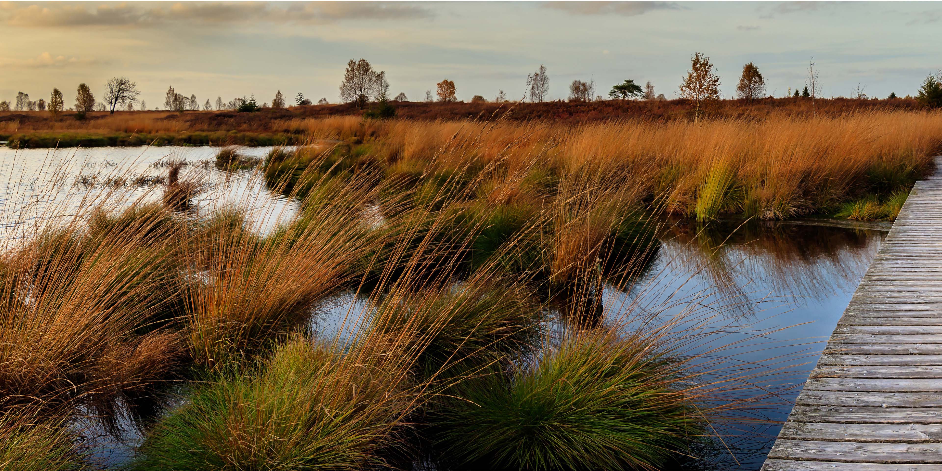 Wooden walkway over swamp water leading to tall grass.