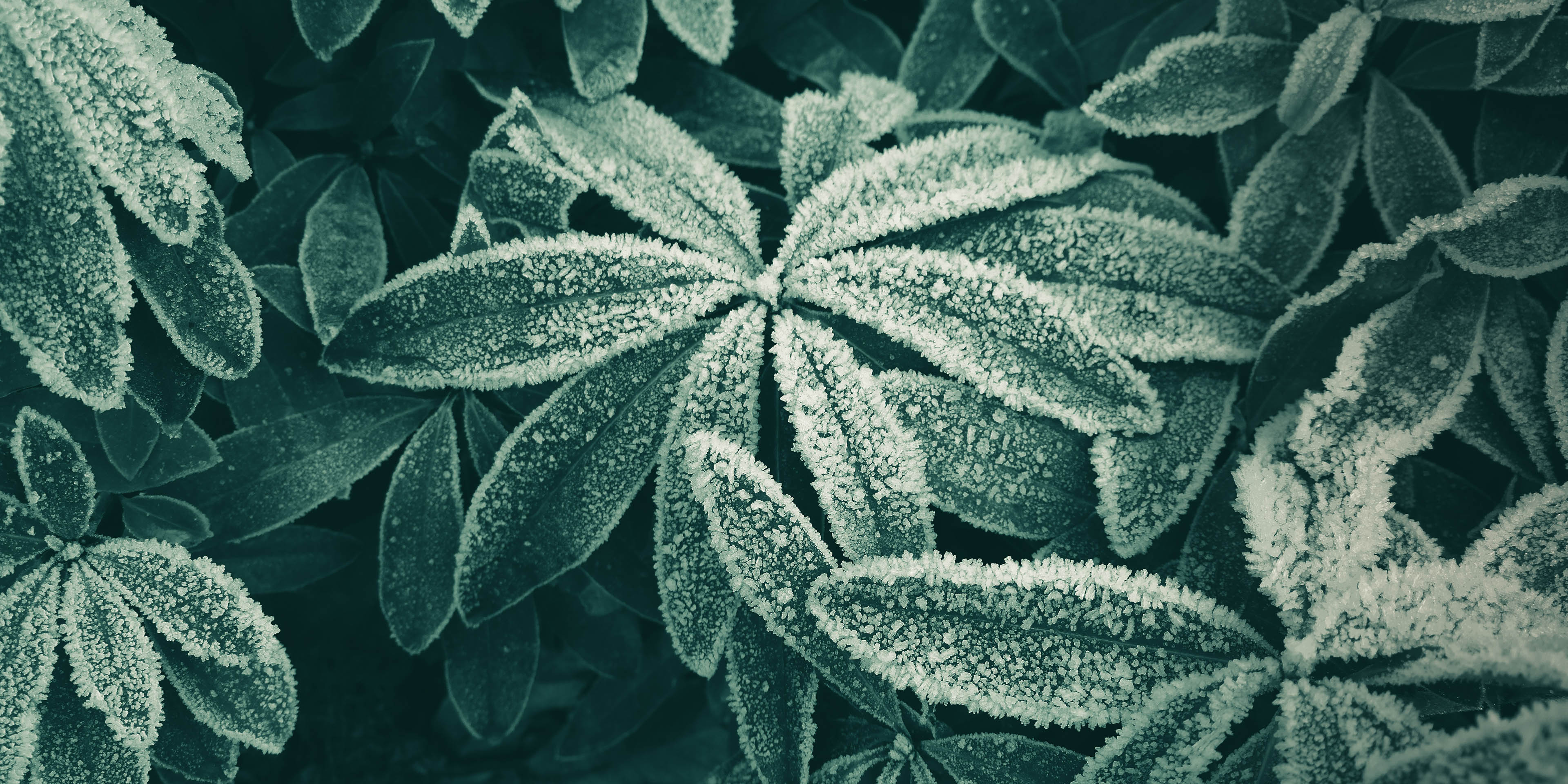 Leaves with snow/frost on them.