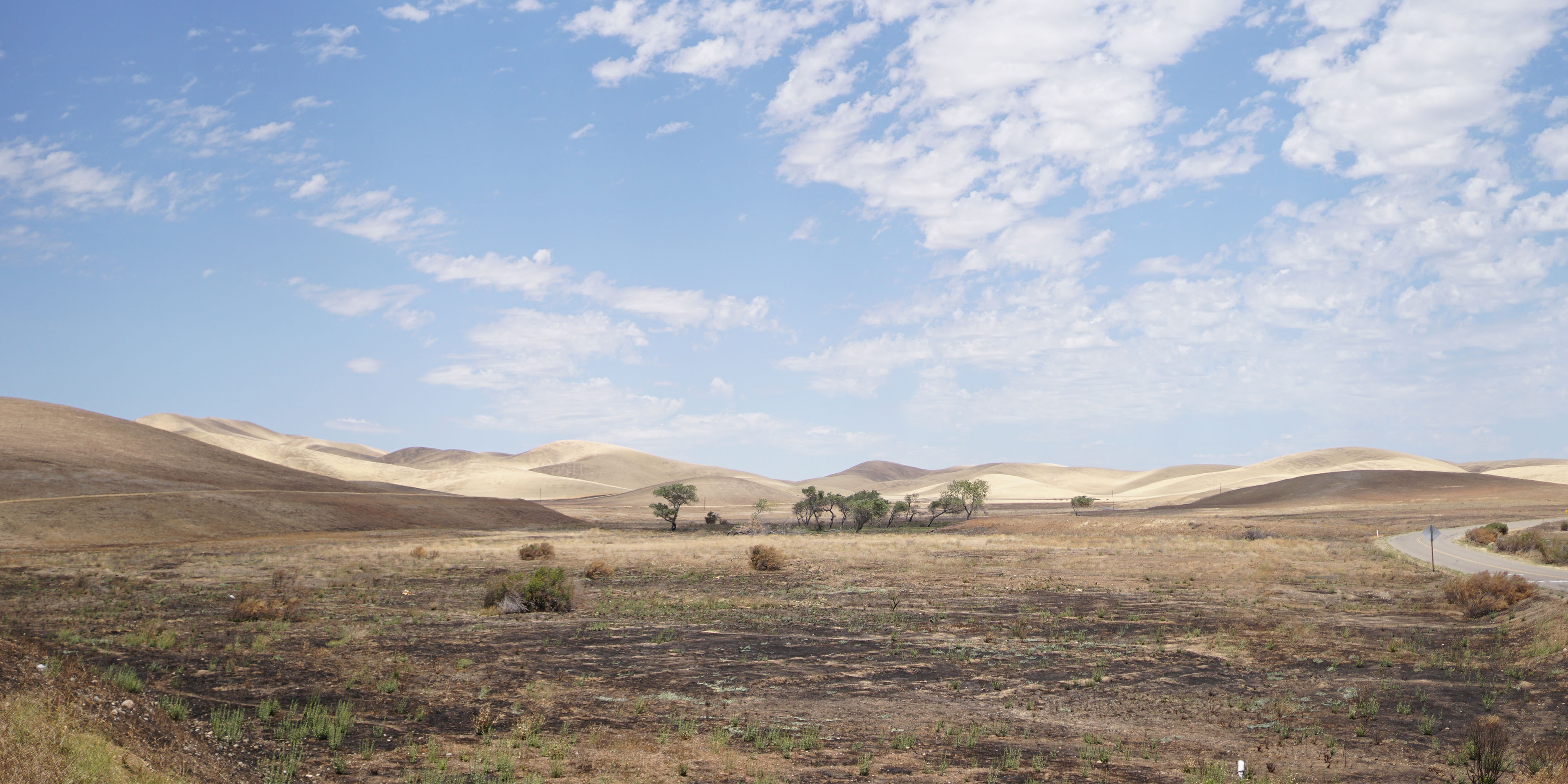 Desert showing trees in the distance