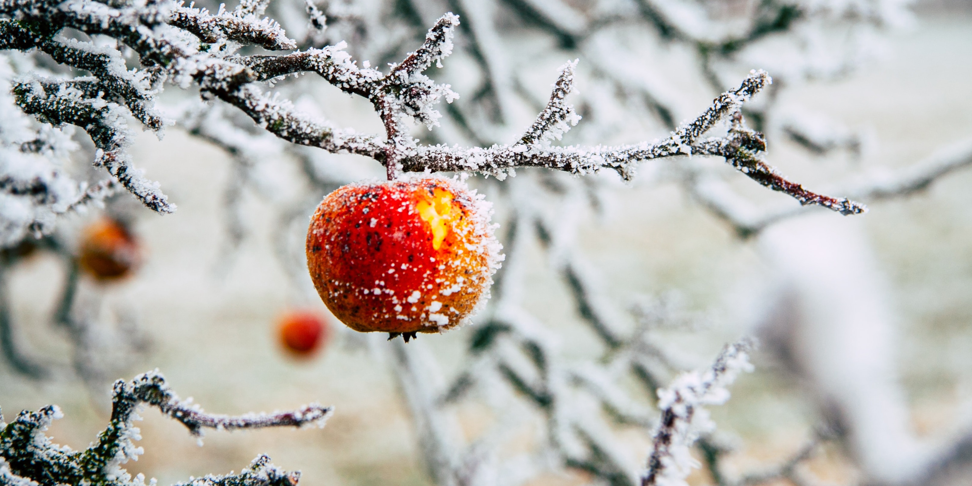 Snow on an apple hanging from a tree.