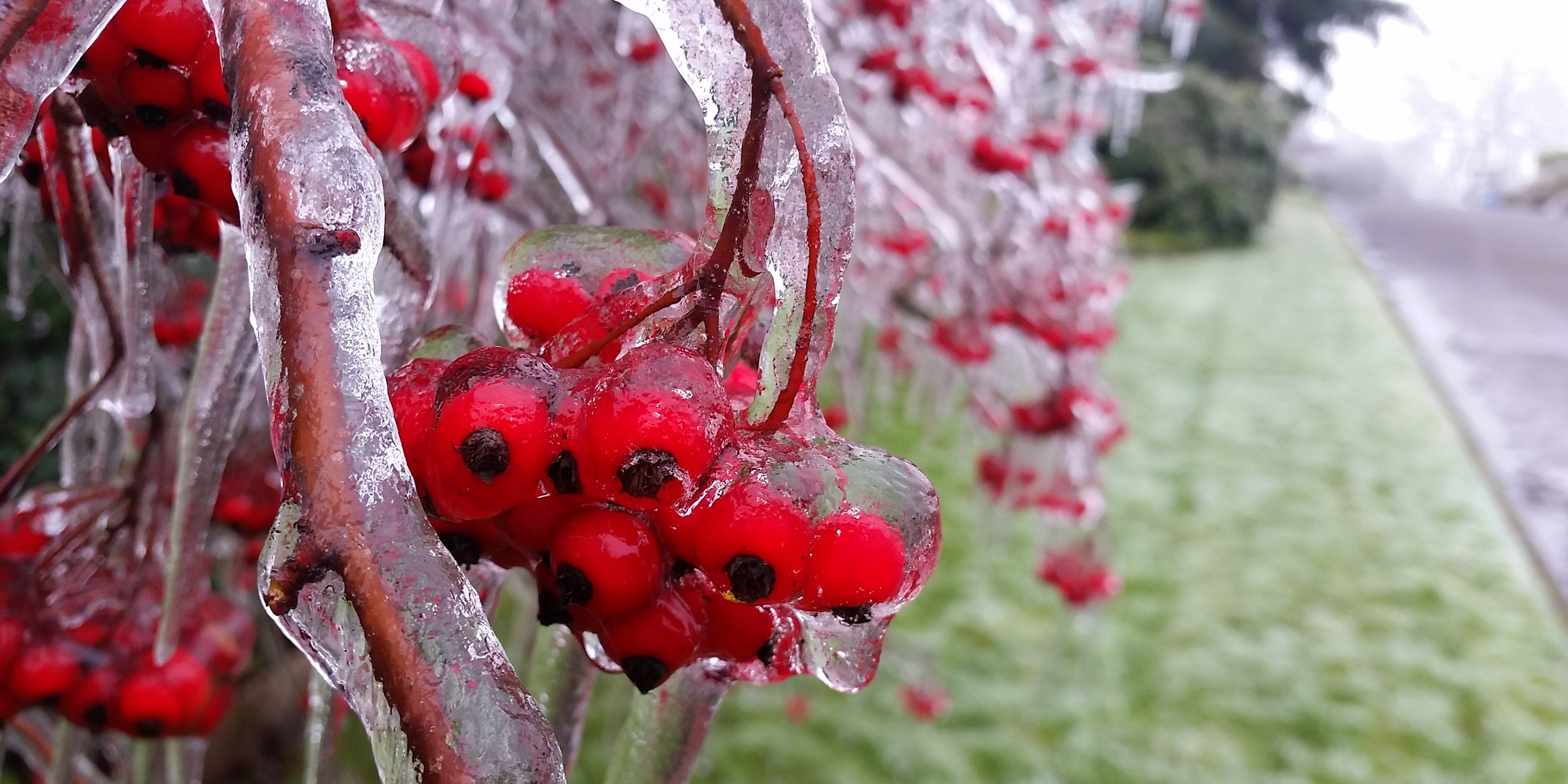 Plants encased in ice