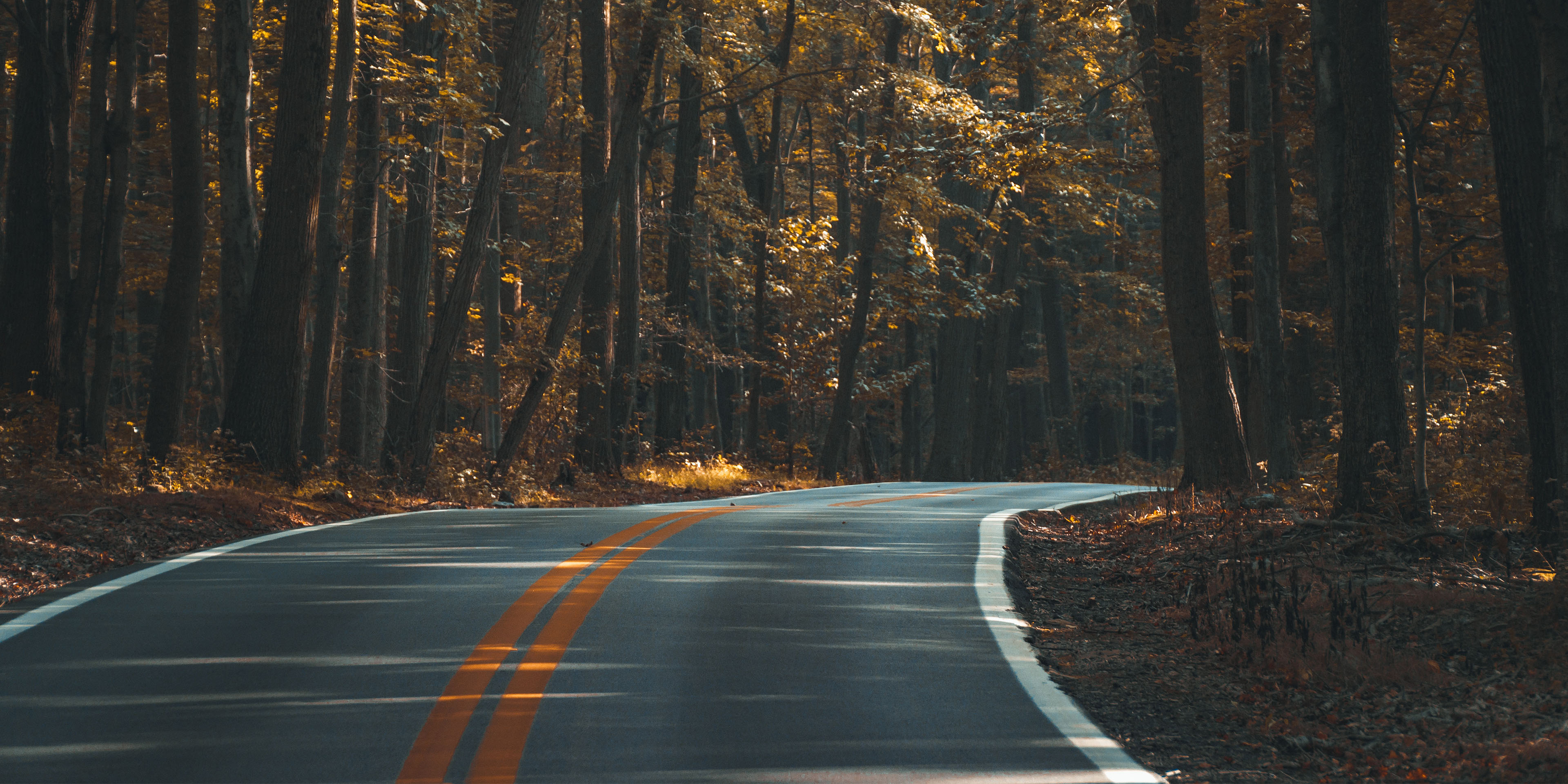 A small road leads into autumn woods